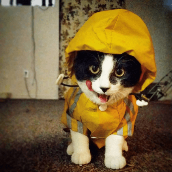 Image result for cat in raincoat