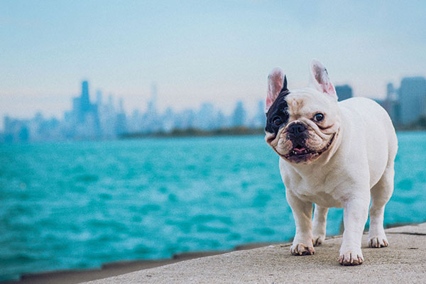 A Cute French Bulldog Tee Women's Image by Shutterstock A Cute French Bulldog Tee Women's Image by Shutterstock