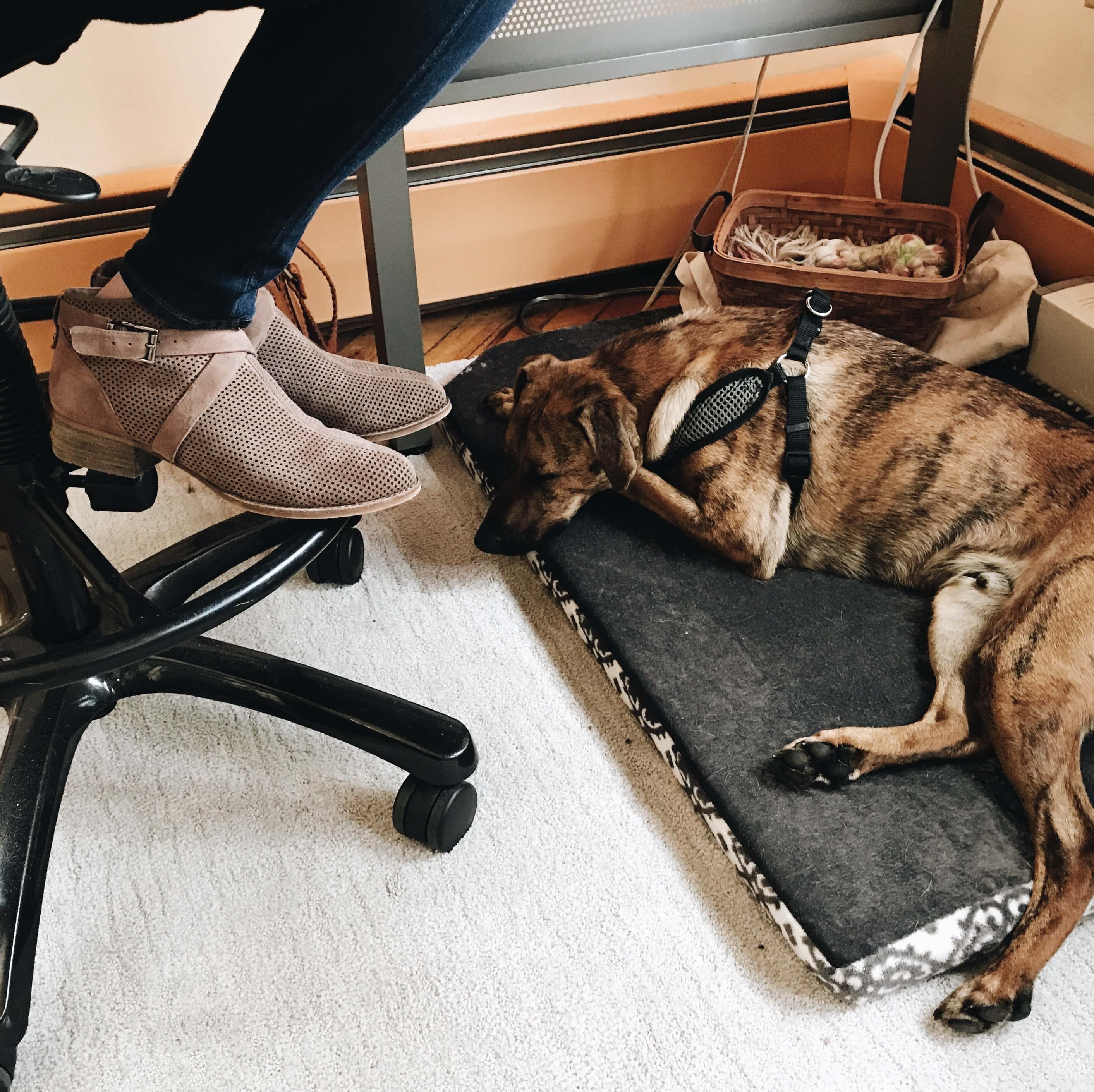 How Do I Entertain My Dog At Work