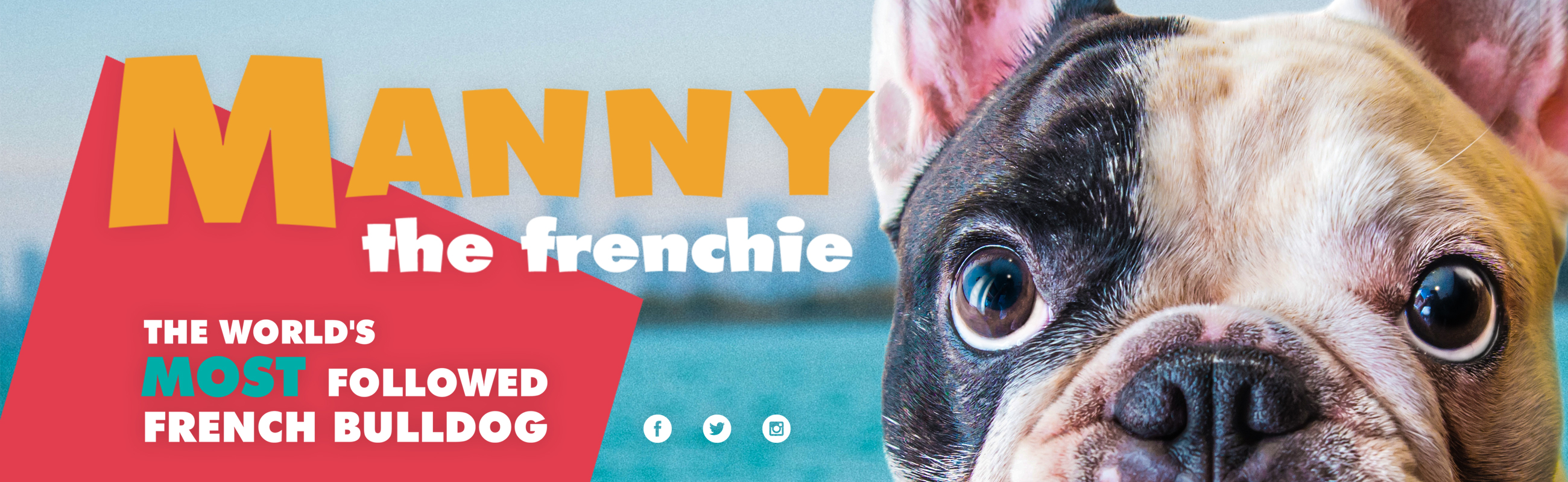 Manny The Frenchie Manny The Frenchie